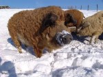 3 Cochon mangalica diszno